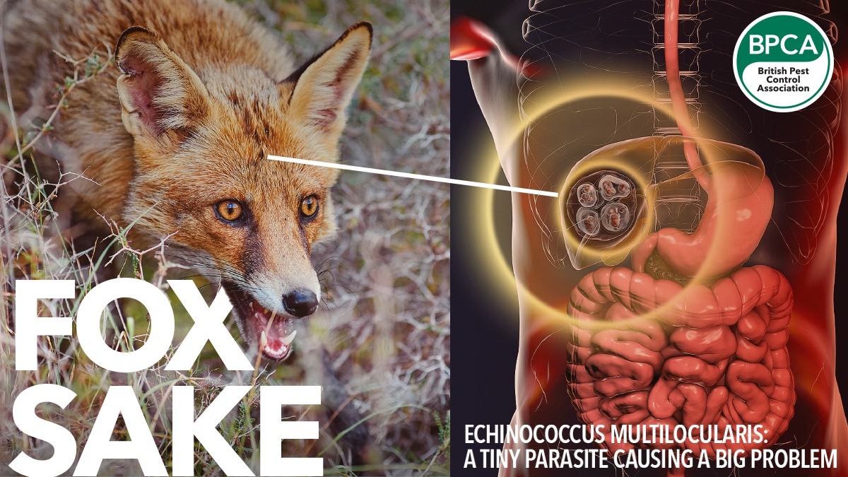 fox sake hero2 fox sake hero2